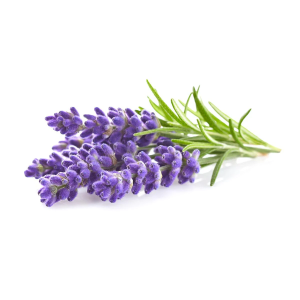 Lavender Lavender Oil